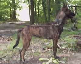 A six 
month old Dutch Shepherd