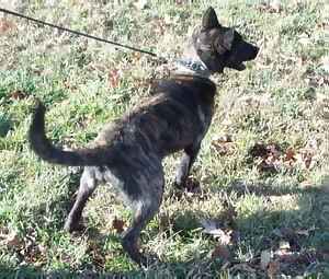 A Dutch 
Shepherds pup in training at 4 1/2 months.