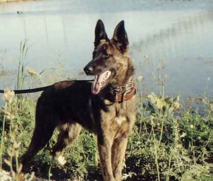 A BADEN'S DUTCH SHEPHERD FEMALE AT SIX MONTHS OF AGE!