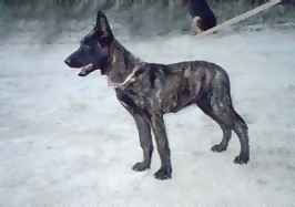 BADEN'S DUTCH SHEPHERDS PUP AT 4 1/2 MONTHS. 