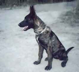 BADEN'S DUTCH SHEPHERDS PUP WATCHES OTHER DOGS IN THEIR TRAINING. 